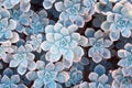 Cactus nature background, blue colored succulent texture. Close up of agave succulent plant, selective focus, toning