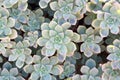 Cactus nature background, succulent texture. Close up of agave succulent plant, selective focus