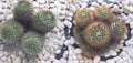 Cactus- nature background