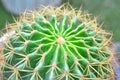 Cactus nature