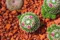 Cactus in nature desert with flower sharp thorn plant