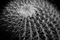 Cactus nature texture background. black white