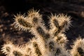 Cactus Needles Backlit by Sunset Royalty Free Stock Photo