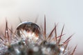 Cactus needles drops water background Royalty Free Stock Photo