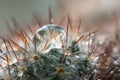 Cactus needles drops water background Royalty Free Stock Photo