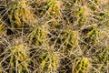 Cactus Needles Fill The Frame Royalty Free Stock Photo