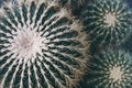 Cactus needles and thorns in selective focus. Space for text. Cactus background Royalty Free Stock Photo