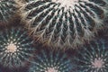 Cactus needles and thorns in selective focus. Space for text. Cactus background Royalty Free Stock Photo