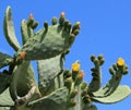 Cactus nopal flowers