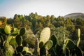 Cactus Nopal and mountains in Mexico. Royalty Free Stock Photo