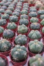 Cactus in nursery