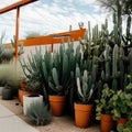 Cactus nursery in the desert. Royalty Free Stock Photo