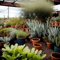 Cactus nursery in the desert. Royalty Free Stock Photo
