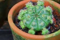 Cactus with offsets (babies) in a baked clay pot Royalty Free Stock Photo
