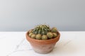 Cactus with offsets in a pot Royalty Free Stock Photo