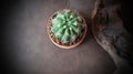 Cactus With Old Agricultural Tool on Wooden Background, Closeup Cactus Royalty Free Stock Photo