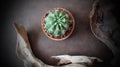 Cactus With Old Agricultural Tool on Wooden Background, Closeup Cactus Royalty Free Stock Photo