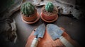 Cactus With Old Agricultural Tool on Wooden Background, Closeup Cactus Royalty Free Stock Photo