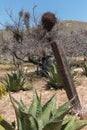 Cactus and old fence, Chloride, Arizona Royalty Free Stock Photo