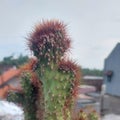 Cactus is one of the plants that has recently been looked at by many people as a home decoration.