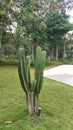 Cactus on the open field, Desert Oasis