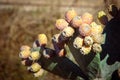 Cactus Opuncia with fruits