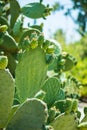 Cactus Opuncia or Prickly Pear with green fruits