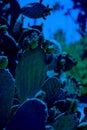 Cactus Opuncia or Prickly Pear with green fruits. Classic, blue monochrome, trend 2020