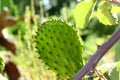 Cactus Opuntia on a background of nature summer sunny day Royalty Free Stock Photo