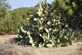 Cactus Opuntia Ficus- indica plant close up near Malia beach on Crete island Royalty Free Stock Photo