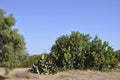 Cactus Opuntia Ficus- indica plant close up near Malia resort from Crete island Royalty Free Stock Photo