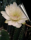 Cactus Opuntia Ficus- indica plant flower background. Royalty Free Stock Photo