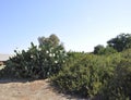 Cactus Opuntia Ficus- indica plant near Malia beach from Crete island Royalty Free Stock Photo