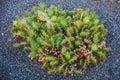 Cactus Opuntia with flowers on pebble background