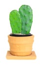 Cactus ( Opuntia ) on isolated background ( Cereus hexagonus Mil