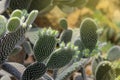 Cactus Opuntia leucotricha Plant with Spines Close Up