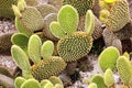 Cactus Opuntia microdasys Royalty Free Stock Photo