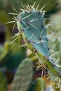 Cactus Opuntia Plant with Spines Close Up Royalty Free Stock Photo