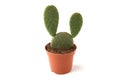 Cactus opuntia in pot isolated on white background.