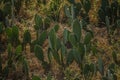 Cactus - Opuntia stricta farm.