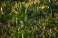 Cactus - Opuntia stricta at garden.