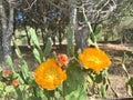 Cactus opuntia tomentosa salm-dyck with blooming flowers close-up