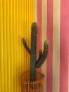 Cactus Dcoration With a Colored Background Royalty Free Stock Photo