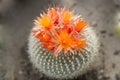 Cactus Orange Blooms, Cactus With Blooming Orange Crown