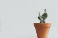 Cactus in orange ceramic pot. Minimal lifestyle