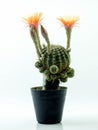 Cactus with Orange flower in a pot. Royalty Free Stock Photo