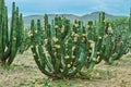 Cactus orchard yielding rich pitayas, Royalty Free Stock Photo