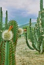 Cactus orchard yielding rich pitayas, Royalty Free Stock Photo