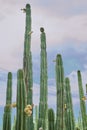 Cactus orchard yielding rich pitayas, Royalty Free Stock Photo