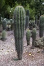 Cactus organ